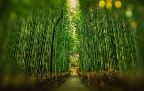 Kyoto, Japonija, Bambukas, Bokeh, Nuotykis, Miškas, Kelionė