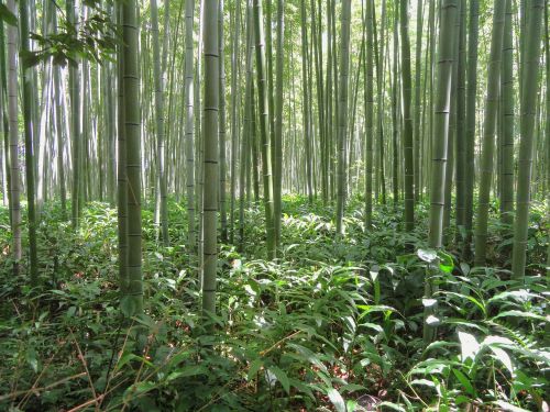 Kyoto, Japonija, Bambukas, Bambuko Miškas, Augalas, Medžiai, Žolė, Augalai, Gamta, Lauke, Šalis, Kaimas, Kraštovaizdis, Šviesa