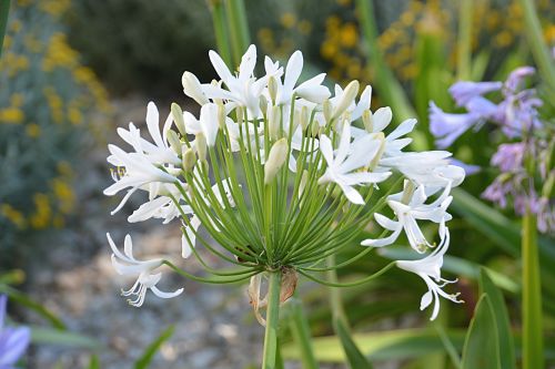 Gėlė,  Flora,  Botanikos,  Balta,  Žydi,  Gamta,  Gėlė