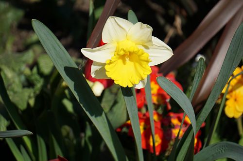 Gėlė,  Daffodil,  Flora,  Žydėti,  Geltona,  Gamta,  Botanikos,  Pavasaris,  Žiedlapiai,  Narcizas
