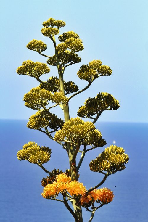 La Palma, Augalas, Gamta, Ispanija, Sala, Atogrąžų, Атлантический, Natūralus