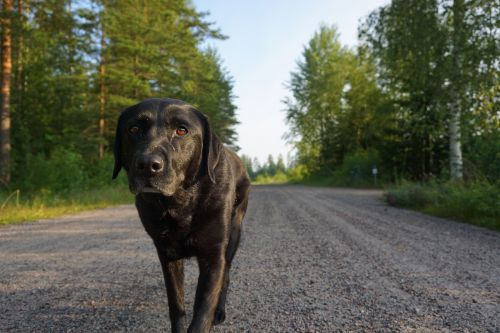Labradoras, Šuo, Vaikščioti, Purvo Kelias, Šalis, Vasara, Sommarväg, Gyvūnai