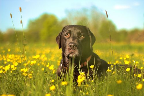 Labradoras, Šuo, Gėlių Pieva