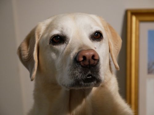 Labradoras, Šuo, Naminis Gyvūnėlis