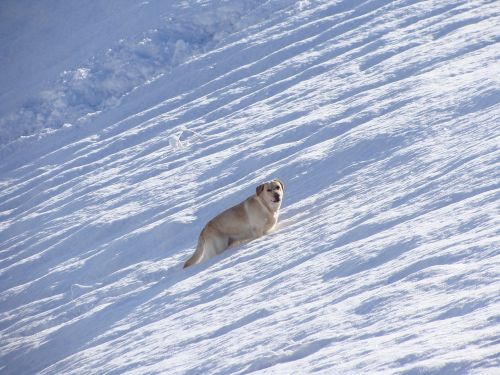 Labradoras, Žiema, Sniegas