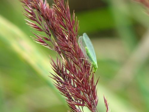 Lacewing, Vabzdys, Laukiniai Grūdai, Žalias, Sparnas, Žolės, Uždaryti, Skrydžio Vabzdys, Ruda Raudona, Halem