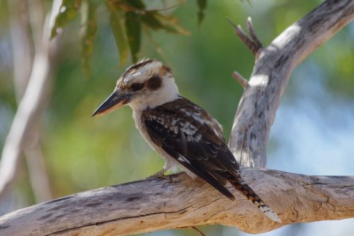 Lachender Hans, Paukštis, Australia
