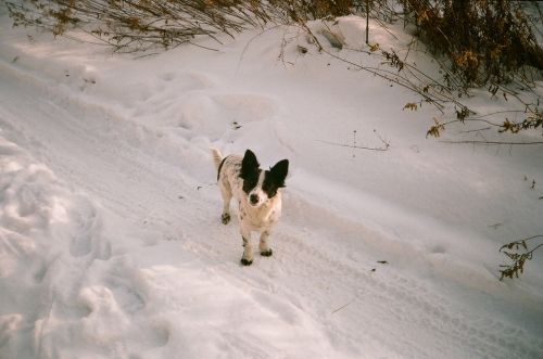 Šuo,  Žiema,  Kūjis