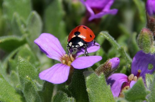 Boružė, Vabalas, Coccinellidae, Vabzdys, Gamta, Raudona, Taškai, Mažas, Laimingas Žavesys, Žiedas, Žydėti, Periwinkle, Vinca