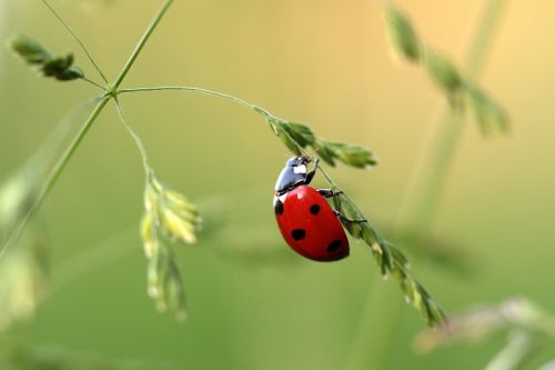 Boružė, Vabalas, Coccinellidae, Vabzdys, Gamta, Raudona, Taškai, Mažas, Laimingas Žavesys, Žolės Mentė, Nuskaityti