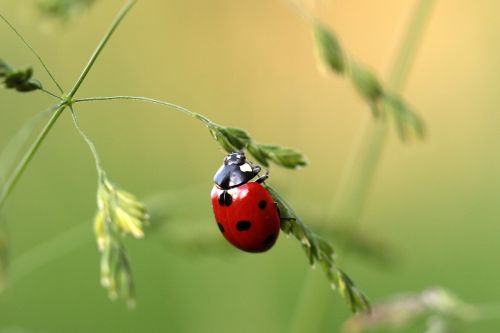 Boružė, Vabalas, Coccinellidae, Vabzdys, Gamta, Raudona, Taškai, Mažas, Laimingas Žavesys, Žolės Mentė, Nuskaityti