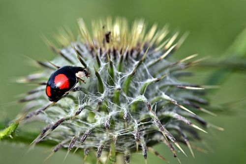 Boružė, Azijos Berniukas, Harmonia Axyridis, Raudoni Taškai, Laimingas Žavesys, Vasara, Vabzdys, Coccinellidae, Biologinis Kenkėjų Kontrolė, Drakonas, Šerti, Plaukuotas, Gamta