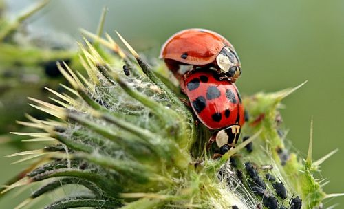 Boružė, Azijos Berniukas, Harmonia Axyridis, Poravimas, Laimingas Žavesys, Vasara, Vabzdys, Coccinellidae, Amarai, Biologinis Kenkėjų Kontrolė, Drakonas, Šerti, Plaukuotas, Gamta