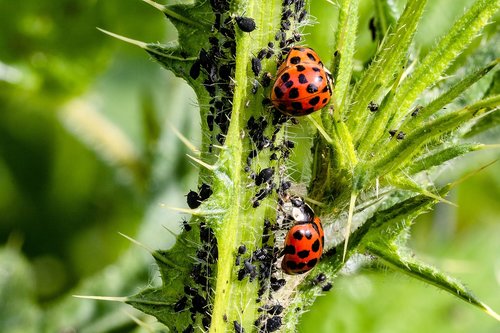 Boružė,  Azijos Biedronka,  Iš Spalvotos Aikštelė,  Arlekīns-Boružė,  Harmonija Axyridis,  Coccinellidae,  Pora,  Juoda Amarai,  Biologinės Kenkėjų Kontrolės,  Thistle,  Stingas,  Plaukuotas,  Iš Arti,  Pobūdį,  Maistą