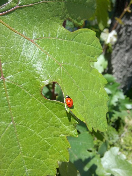 Boružė, Lapai, Sustabdytas, Lapai