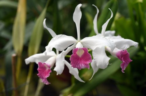 Laelia Purpurata,  Orchidėja,  Augalas,  Gėlė,  Makro,  Gamta,  Egzotiškas