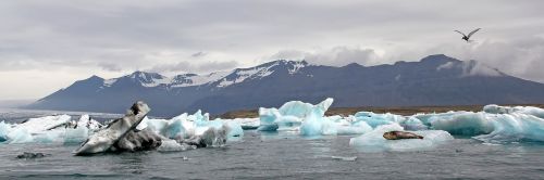 Lagūnos Jökulsárlón, Iceland, Vėjo Malūno Gardas, Ledkalnis, Antspaudas, Ternas, Gamta, Kraštovaizdis, Gyvūnai, Laukiniai, Fauna, Kajakas, Spygliuočių Paukštis, Gyvūnas, Paukštis, Vanduo, Laukinė Gamta