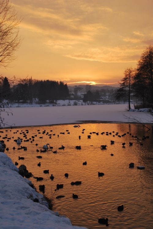 Ežeras, Antis, Paukščiai, Saulėlydis, Gražus, Oranžinė, Sniegas, Žiema, Vanduo, Gamta, Laukinė Gamta, Gyvūnas, Laukiniai, Lauke, Slovenia, Velenje