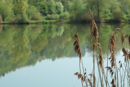 Ežeras, Nendrė, Vanduo, Skubėti, Augalas, Gamta, Veidrodis