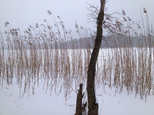 Ežeras, Žiema, Ledas, Sniegas, Kraštovaizdis, Sušaldyta, Brandenburg, Steckel Kaimas, Nendrė, Balta