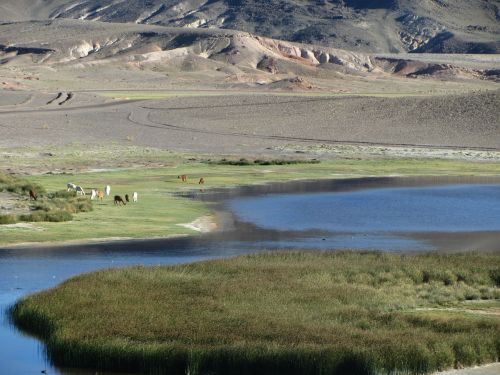 Ežeras, Gamta, Vanduo, Kraštovaizdis, Peru, Highlands, Altiplano, Inca