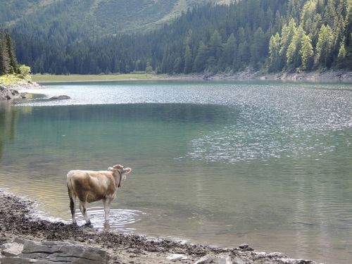 Ežeras, Bergsee, Karvė, Gyvūnas, Atrajotojas, Laukiniai, Gerti