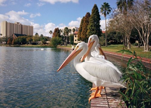 Ežeras, Pelican, Florida, Gamta, Paukštis, Laukinė Gamta