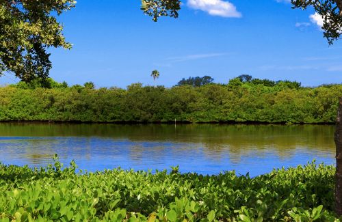 Ežeras, Mangrovinis Pelkė, Miškas, Mangroviai, Tampa, Florida