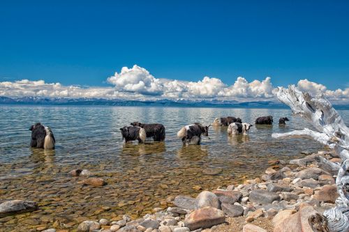 Ežeras, Faksas Ežeras, Jakas, Ganymas, Šiaurinėje Mongolijos Dalyje