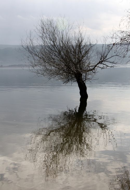 Ežeras, Medis, Atspindys, Mėlynas, Debesis, Gamta