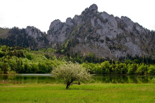 Ežeras,  Kalnų,  Pobūdį,  Laudachsee Dėl 849M,  Kalnų Katzenstein 1349M,  Bergsee,  Kraštovaizdis,  Medis,  Laudachsee Žalios Kalno,  Pavasaris
