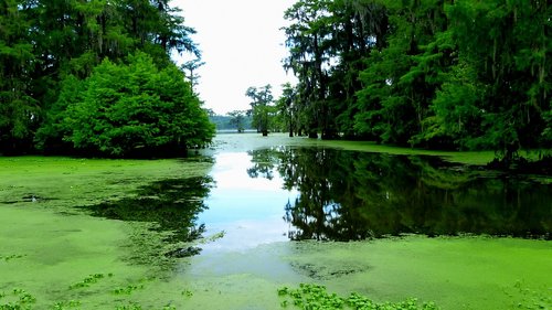 Ežeras,  Vandens,  Atspindžiai,  Medžiai,  Pobūdį,  Kraštovaizdis,  Bayou,  Louisiana,  Rytą,  Laukinių,  Augalai