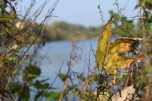 Ežeras,  Pobūdį,  Vandens,  Lapų,  Mėlyna,  Poilsio,  Ruduo