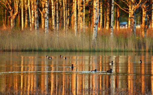 Ežeras, Vandens Paukščiai, Apmąstymai, Norrbotten, Norrland, Pavasaris, Gamta, Miškas, Augalas, Oras, Spalva, Geltona