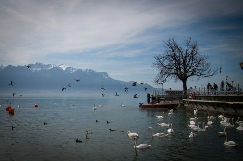 Ežeras, Gulbė, Šveicarija, Kraštovaizdis
