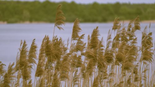 Ežeras,  Gamta,  Nuotaika,  Senftenbergas,  Marram Žolė