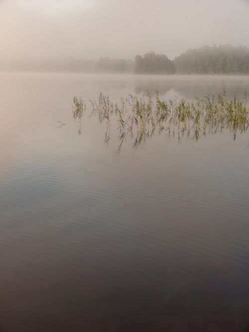 Ežeras, Vanduo, Gamta, Kraštovaizdis, Rūkas, Nendrė, Švedija, Miškas, Medis