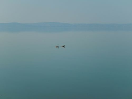 Balaton Ežeras, Ežeras, Gamta, Kraštovaizdis, Paukštis
