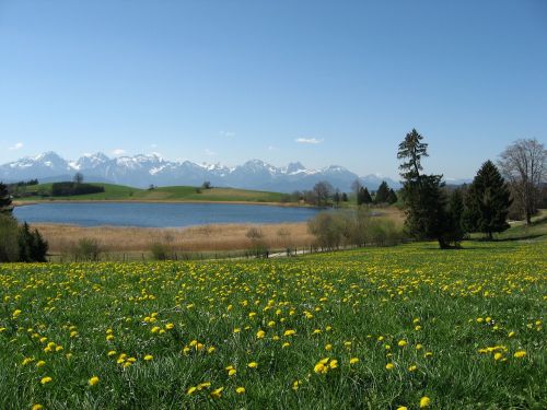 Ežeras Forggensee, Dangus, Mėlynas, Kalnų Papėdės, Panorama, Kalnai, Allgäu, Perspektyva, Füssen, Kiaulpienė