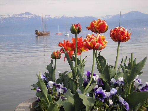 Ežero Geneva,  Tulpės,  Gegužė,  Virtuvė,  Morges