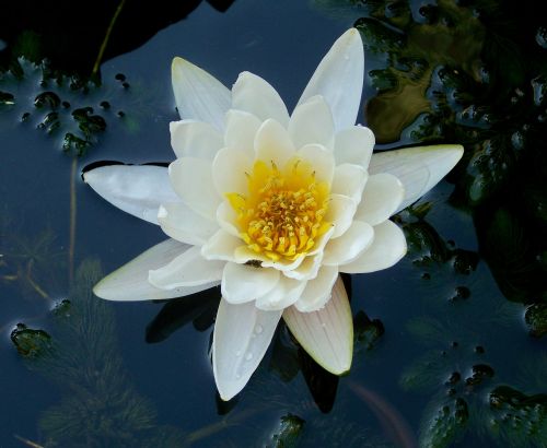 Ežeras Pakilo, Vandens Augalas, Balta Gėlė