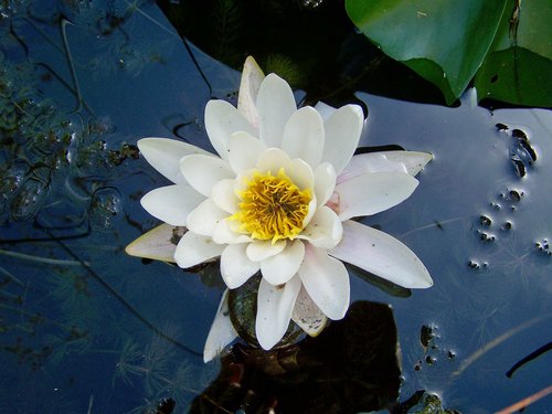 Ežeras Pakilo,  Fėja Išaugo,  Vandens Augalų,  Balta Gėlė