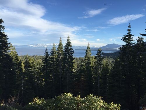 Ežeras Tahoe, Medžiai, Kalnas, Pušis, Tahoe, Ežeras, Taikus, Lauke