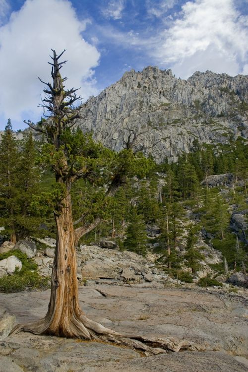 Ežeras Tahoe, Pušis, Medžiai, Gamta