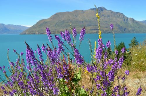 Ežeras Wanaka, Naujoji Zelandija, Ežeras, Gamta, Kraštovaizdis, Aplinka, Violetinė, Gėlės