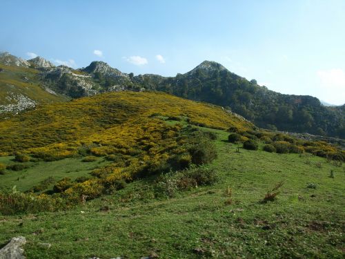 Ežerai, Covadonga, Asturias, Gamta