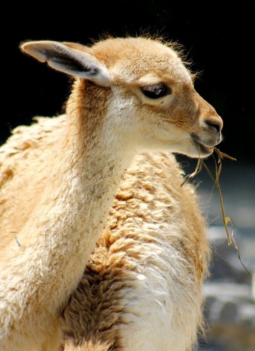 Lama, Zoologijos Sodas, Gyvūnų Pasaulis