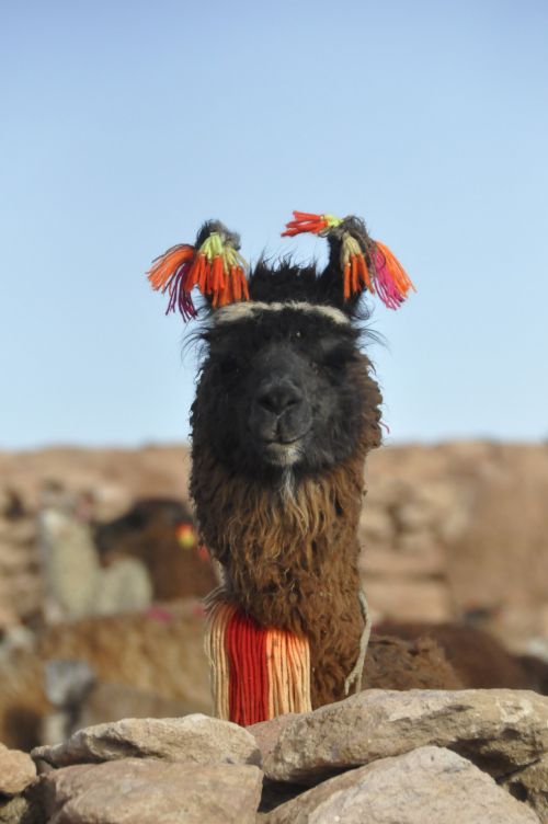 Lama,  Apdaila,  Ūkis,  Lama