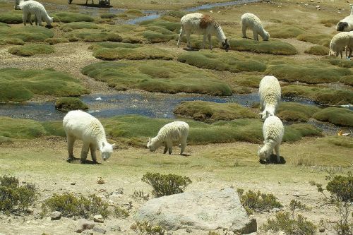 Lama, Vicuna, Gyvūnai, Andes, Pietų Amerika, Peru