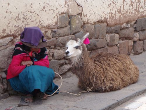 Lama, Alpaka, Peru, Žinduolis, Turizmas